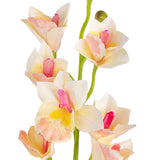 Cymbidium Orchid x 10 plus 2 buds Cream image 1
