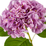 Small Head Hydrangea Two Tone Pink image 1