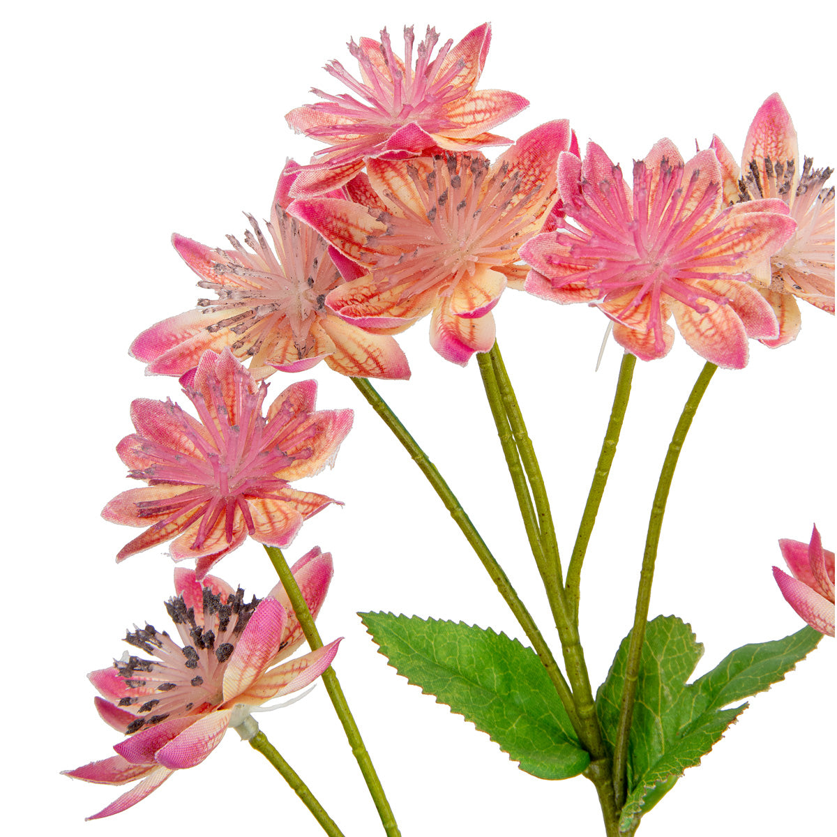 Astrantia Spray 61cm Pink image 3