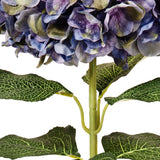 Large Head Hydrangea Purple Green image 3