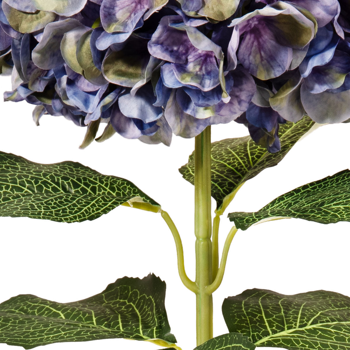 Large Head Hydrangea Purple Green image 3