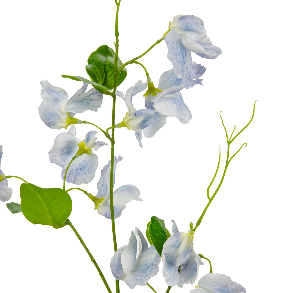 Sweet Pea Spray Light Blue image 1