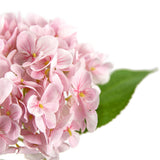Small Head Hydrangea Light Pink image 2