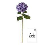 Large Head Hydrangea Lavender image 1