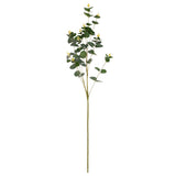 Eucalyptus Stem Green image 0