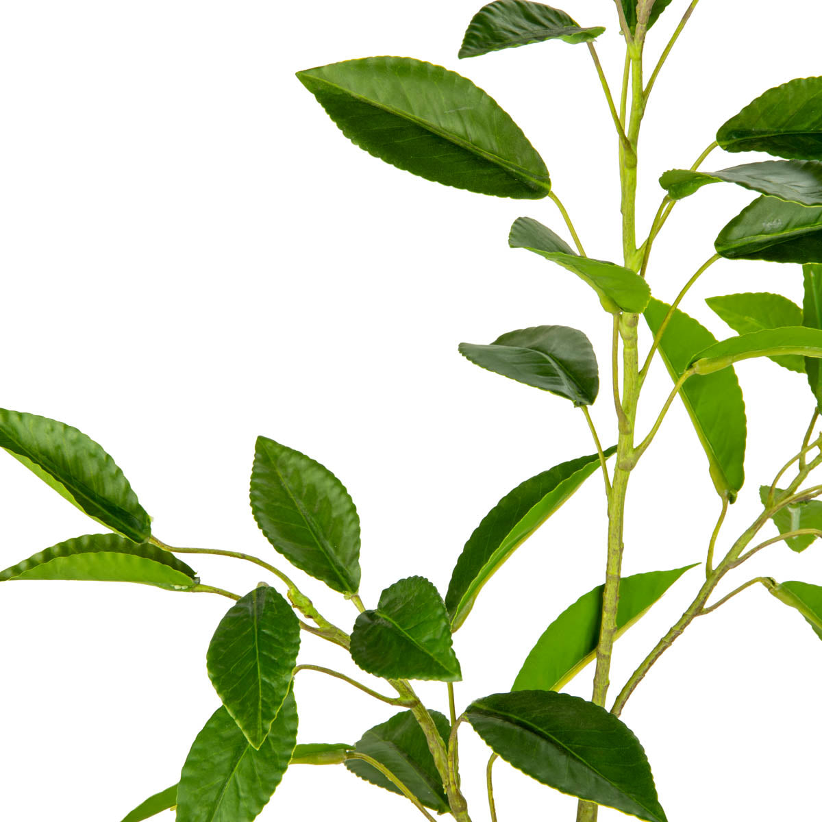 Bay Leaf Stem Green image 1