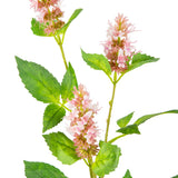 Pogostemon Spray x 3 Light Pink image 1