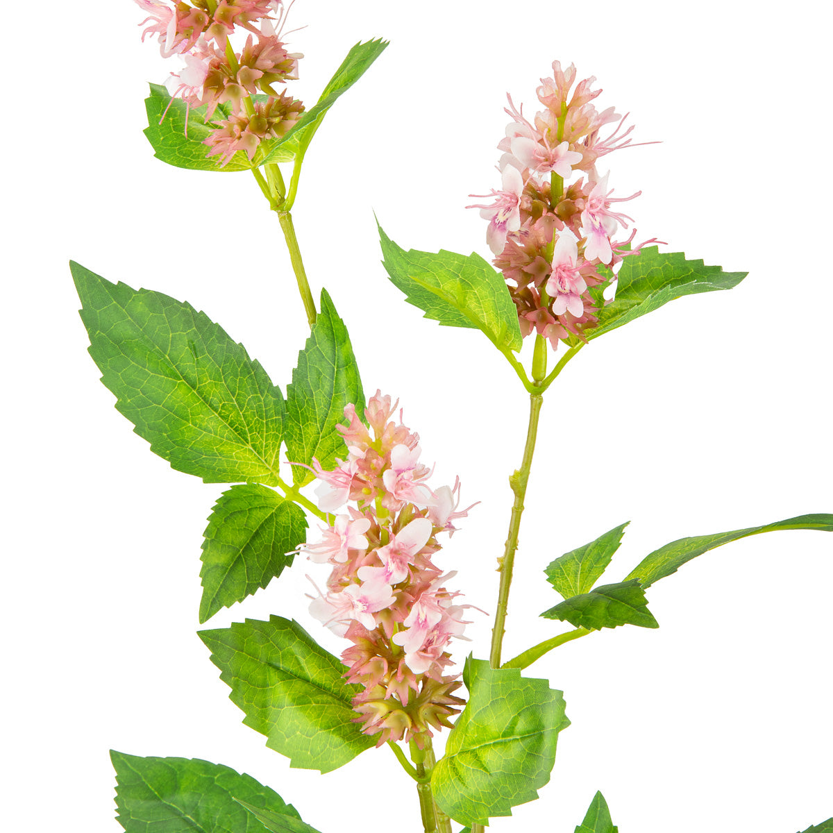 Pogostemon Spray x 3 Light Pink image 1