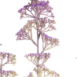 Mini Gyp Stem Lavender image 1