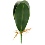 Orchid Leaf Bush image 0
