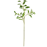 Bay Leaf Stem Green image 0