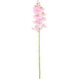 Phalaenopsis Orchid x 9 Pink Cotton Candy image 0
