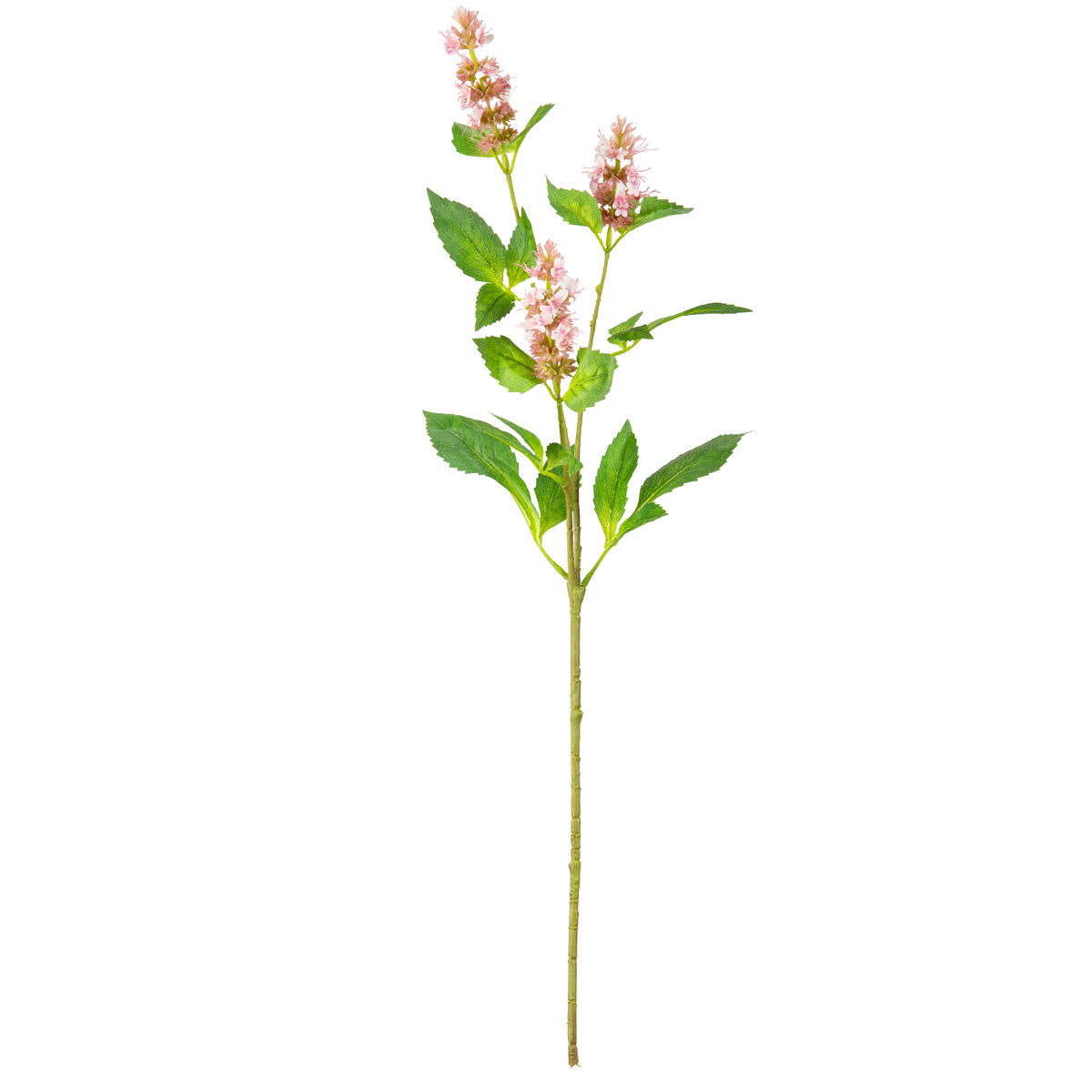 Pogostemon Spray x 3 Light Pink image 0