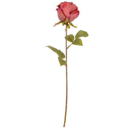 Dry Image Rose Vintage Wine image 0