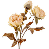 Dry Image Peony Almond Cream image 1