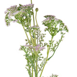 Lady Lace Spray Purple image 1