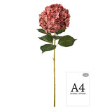 Large Head Hydrangea Vintage Rose image 1