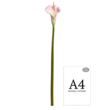 Calla Lily Pink Long Tall Stem image 1