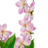 Clematis Spray x 2 Dark Pink image 3
