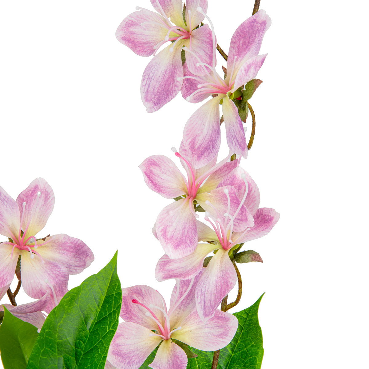 Clematis Spray x 2 Dark Pink image 3