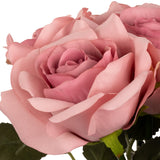 Eugenie Rose Bunch x 6 Dusky Pink image 2