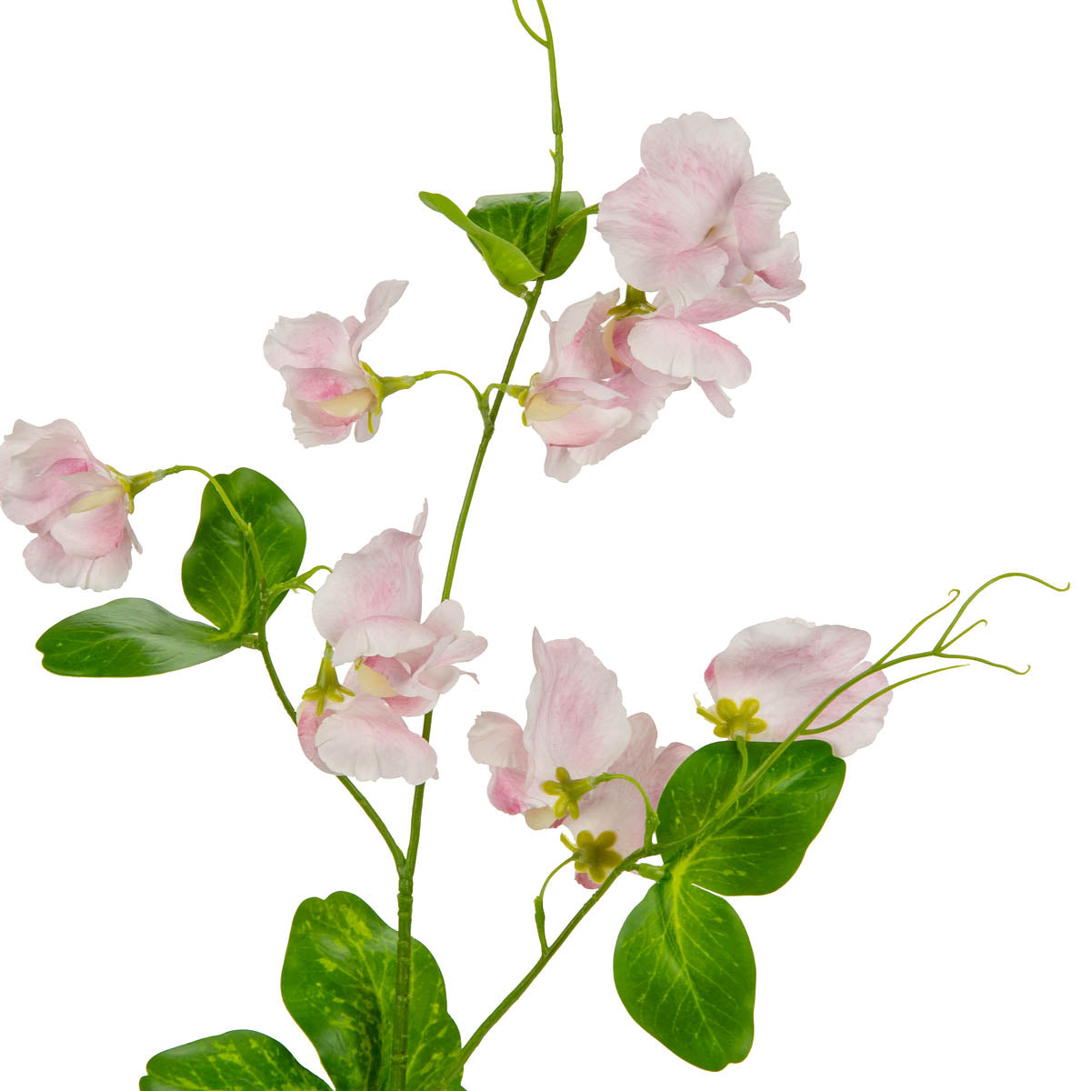 Sweet Pea Spray Light Pink image 1