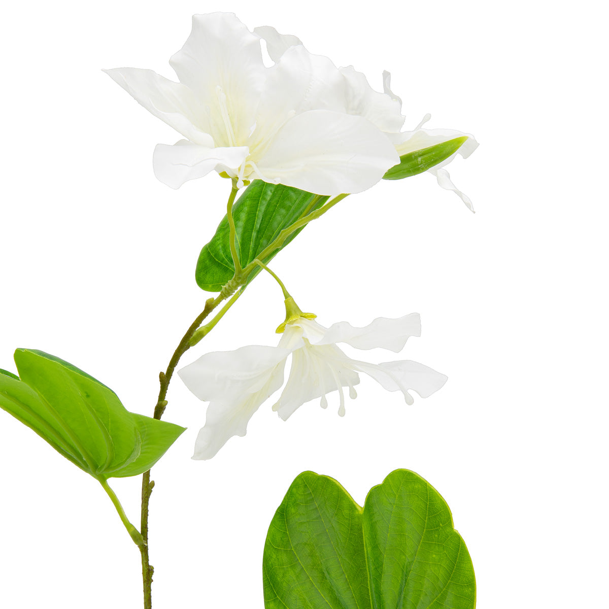 Bauhinia Spray White image 1