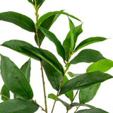 Octopus Tree Leaf x 4 image 1