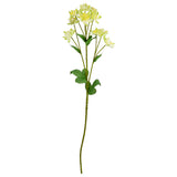 Astrantia Spray 61cm Green image 0