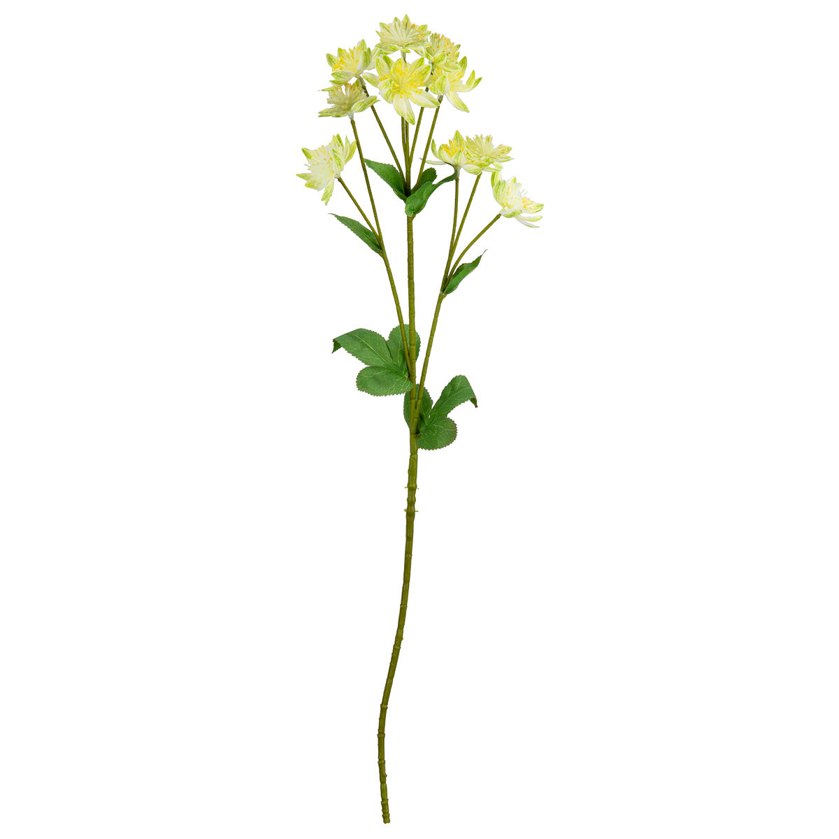 Astrantia Spray 61cm Green image 0