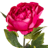 Aurora Peony x 1 Fuchsia Pink image 2