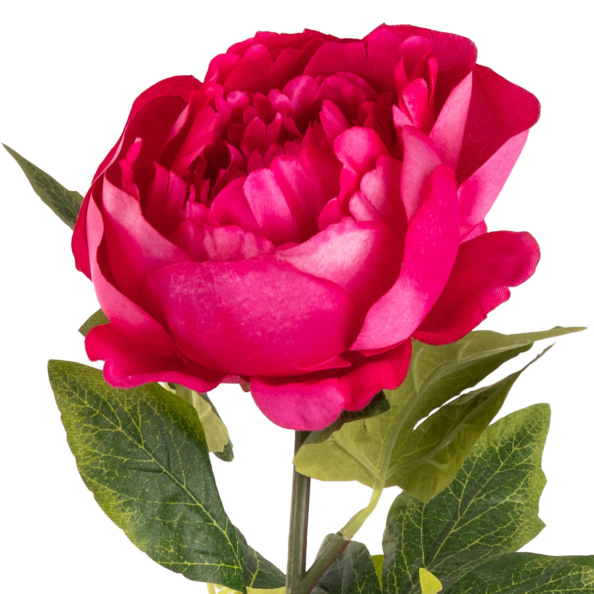Aurora Peony x 1 Fuchsia Pink image 2
