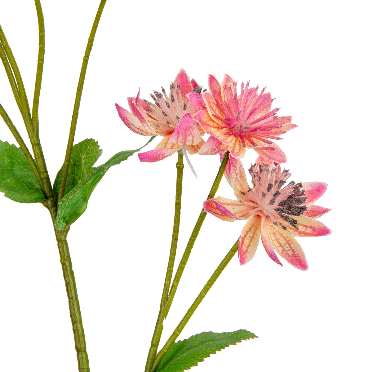 Astrantia Spray 61cm Pink image 1