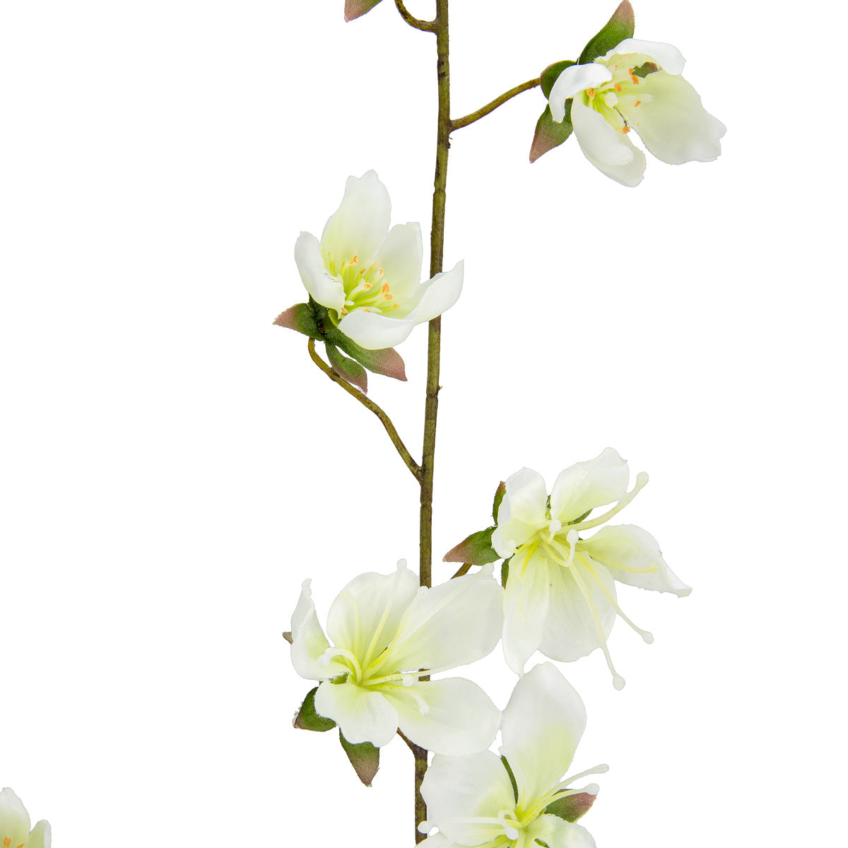 Clematis Spray x 2 White image 1