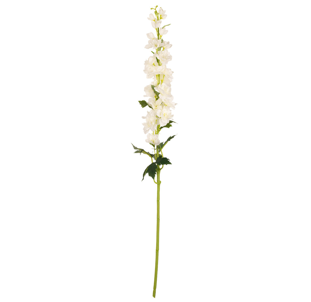 Delphinium x 26 Heads 106cm Cream image 0