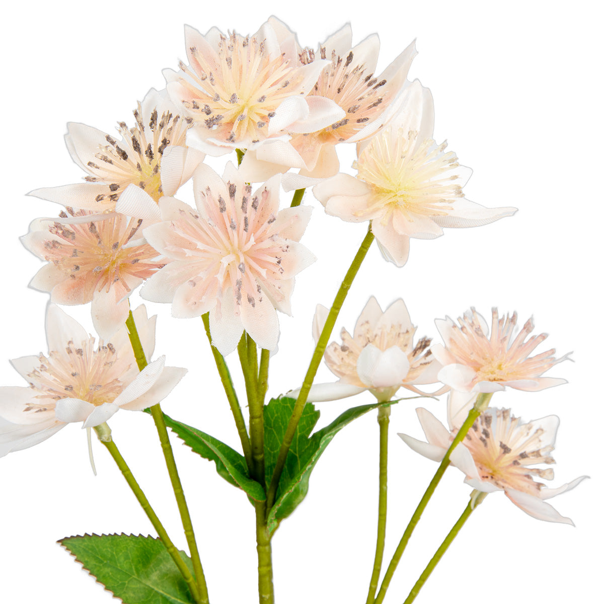 Astrantia Spray 61cm Light Pink image 1