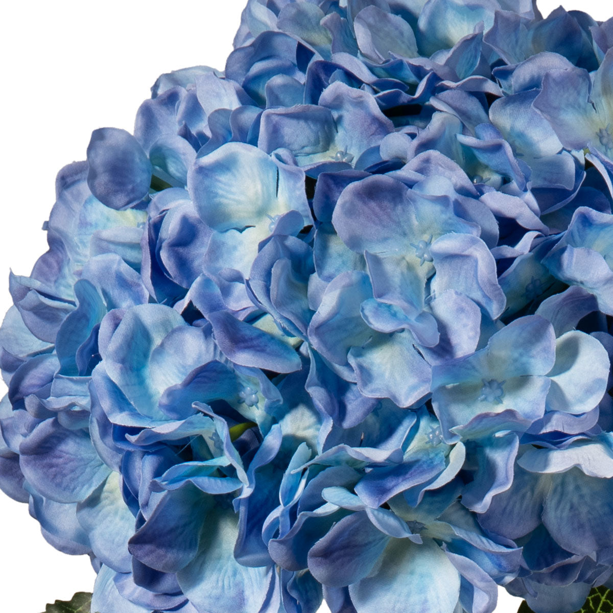 Large Head Hydrangea Blue image 1