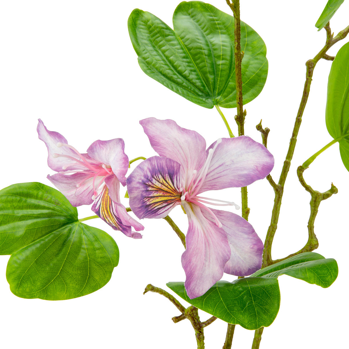 Bauhinia Spray Lavender image 2