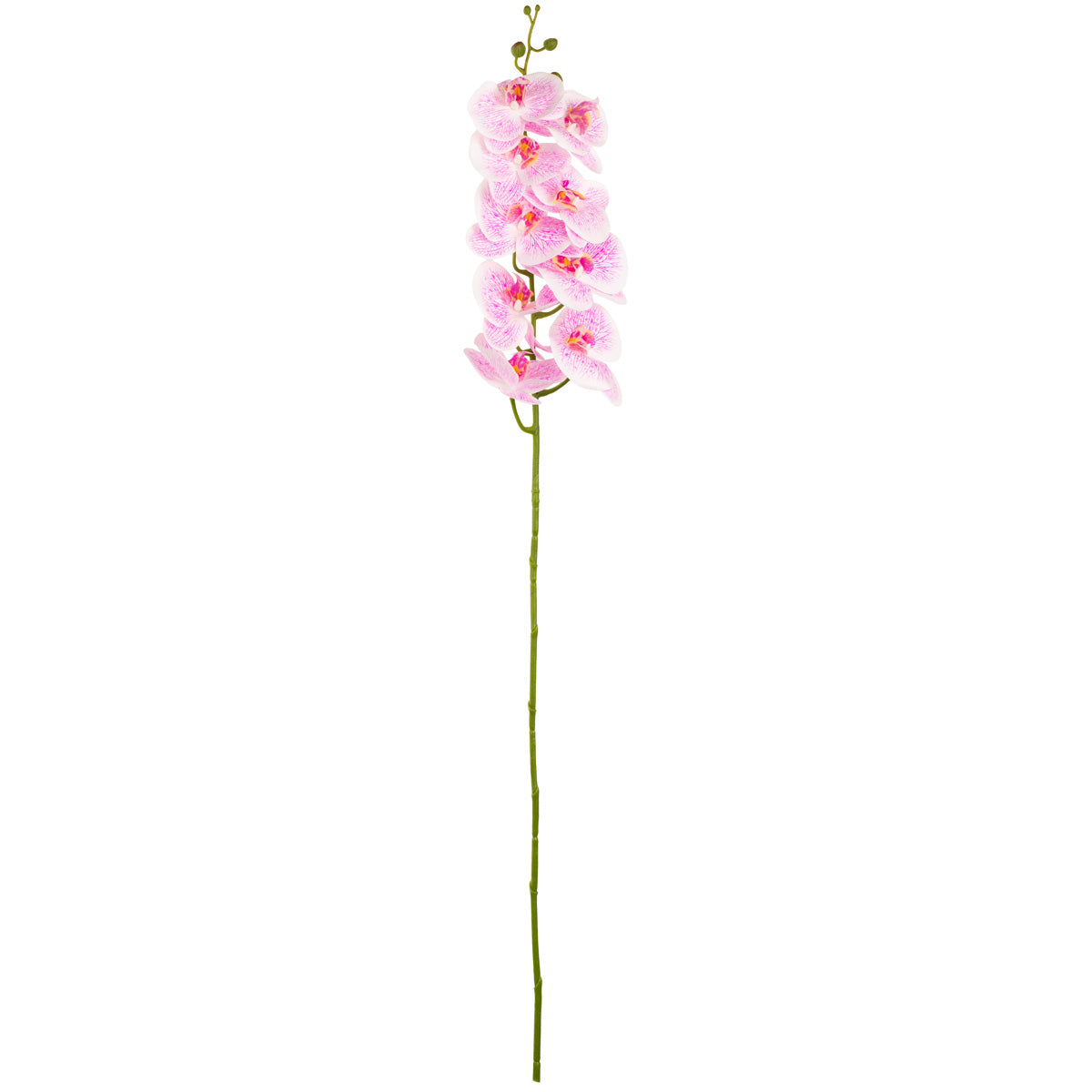 Phalaenopsis Orchid x 9 White Pink image 0
