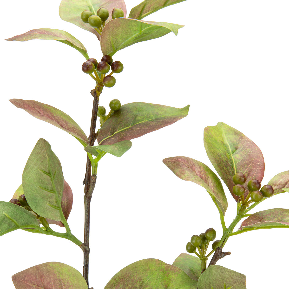 Clematis Leaf with Berries image 1