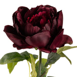Aurora Peony x 1 Burgundy image 2