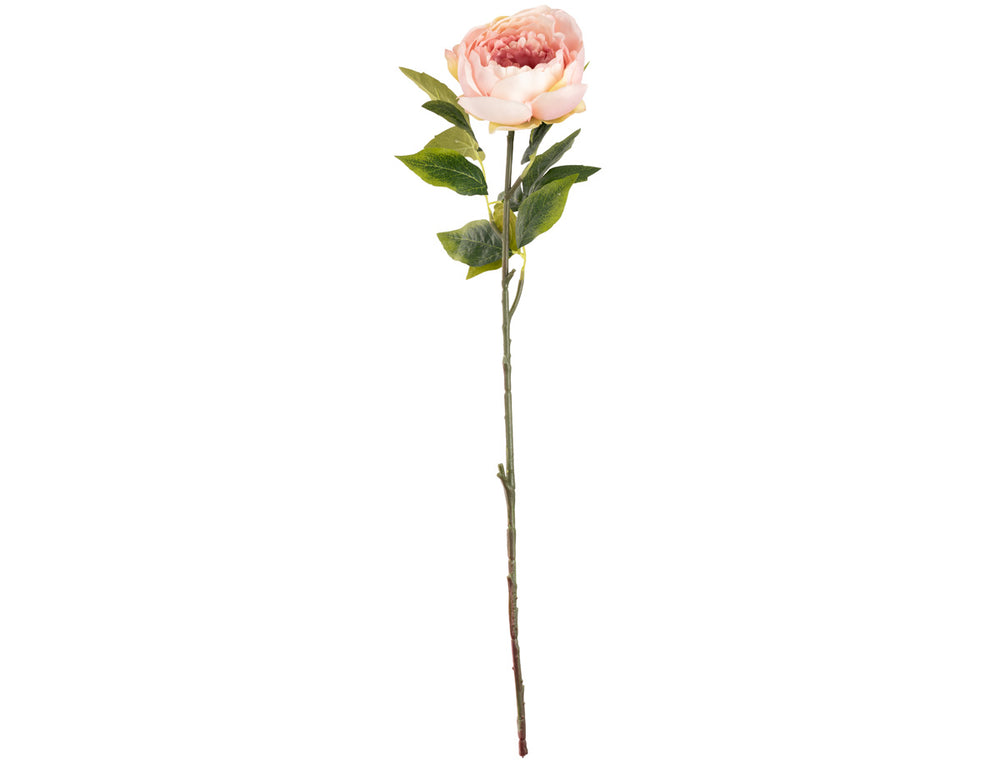 Aurora Peony x 1 Light Pink image 0