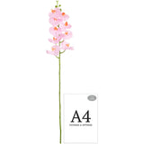 Phalaenopsis Orchid x 9 Pink Cotton Candy image 2
