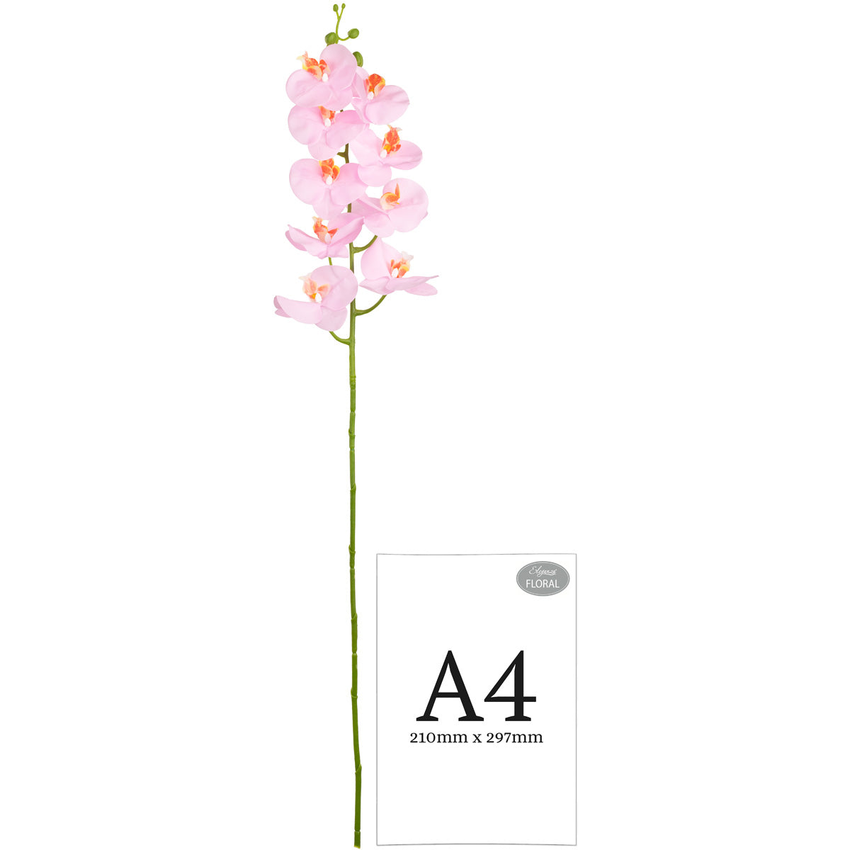 Phalaenopsis Orchid x 9 Pink Cotton Candy image 2