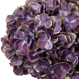 Large Head Hydrangea Blueberry image 1