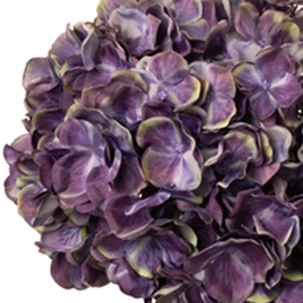 Large Head Hydrangea Blueberry image 1