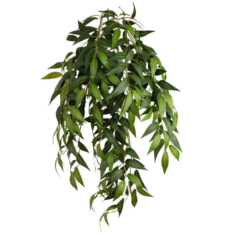 Ruscus Bush x 7 Branches image 0
