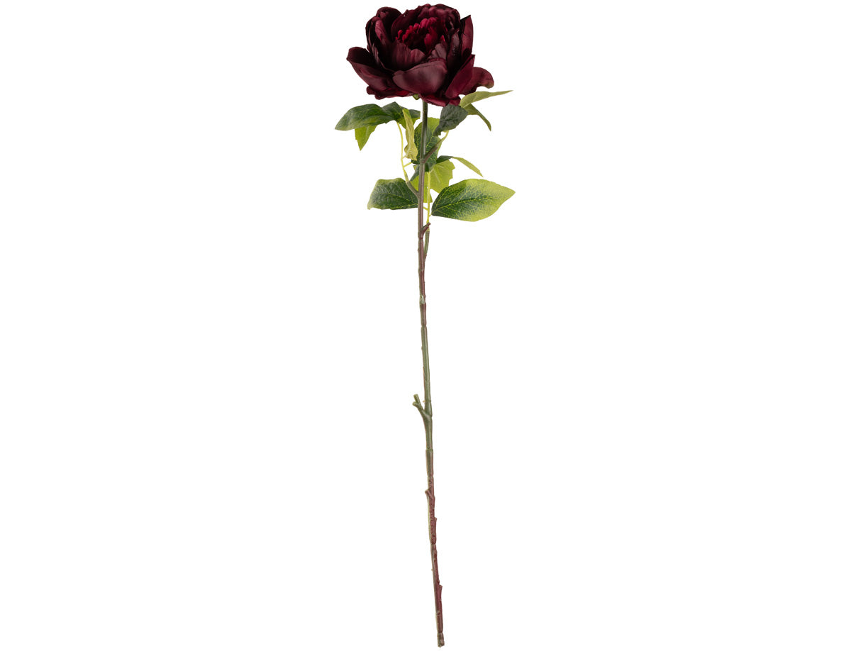 Aurora Peony x 1 Burgundy image 0