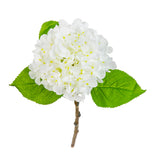 Small Head Hydrangea Pure White image 2
