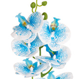 Phalaenopsis Orchid x 9 Wedgewood Blue image 2